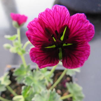 Geranium cinereum 'Jolly Jewel Purple'