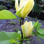 Magnolia denudata 'Yellow River' - Beverboom