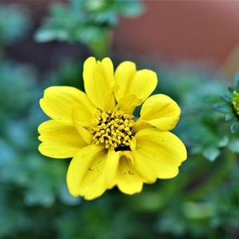 Bidens ferulifolia 'Yellow Sunshine'