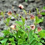 Geum 'CENSATION Two Tone Pearl' - Nagelkruid