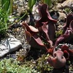 Sarracenia purpurea - Vleesetende plant, paarse trompetbekerplant 