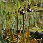Sarracenia alata - Vleesetende plant
