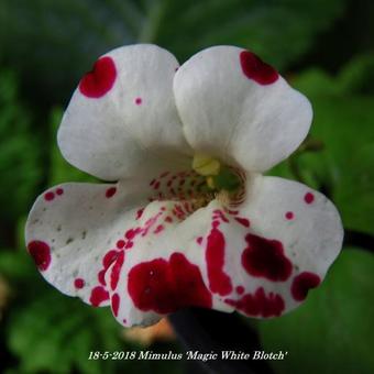 Mimulus 'Magic White Blotch'