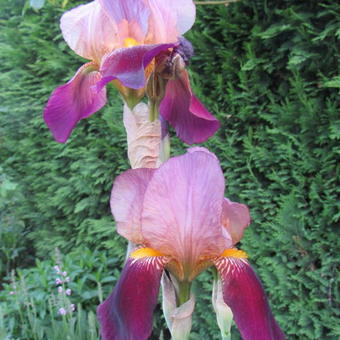 Iris germanica 'Cimarron Strips'