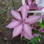 Clematis 'Giselle' - Bosrank