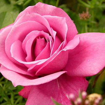 Rosa 'Blue Parfum'
