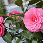 Camellia japonica 'April Rose' - Camelia