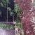Physocarpus opulifolius 'Andre'