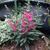 Angelonia angustifolia 'ANGELMIST Rose Dark'