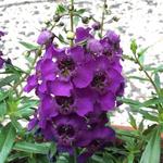 Angelonia angustifolia ‘ARCHANGEL Dark Purple’ - Zomerleeuwenbek