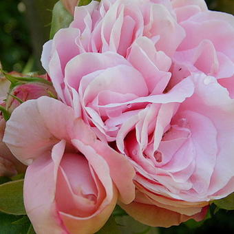Rosa 'Giardina'