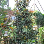 Magnolia grandiflora 'Goliath' - Beverboom