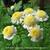 Tanacetum parthenium 'White Bonnet'