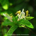 Lonicera japonica 'Aureoreticulata' - Kamperfoelie