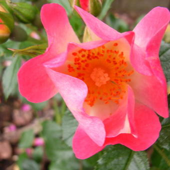 Rosa 'Bienenweide Apricot'