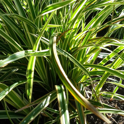 Zegge - Carex morrowii 'Goldband'