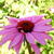 Echinacea purpurea 'Fatal Attraction'