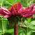 Echinacea purpurea 'Fatal Attraction'