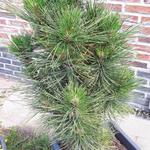 Pinus mugo 'Gnom' - Bergden