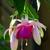 Fuchsia 'Windhapper'