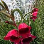 Gladiolus papilio 'Ruby' - Gladiool
