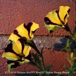Petunia HAPPY MAGIC 'Yellow Purple Touch' - Petunia