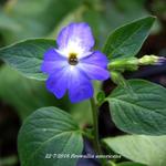 Browallia americana - Jamaicaanse vergeet-mij-niet, Blauw klokje