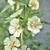 X Alcalthaea suffrutescens 'Parkallee'