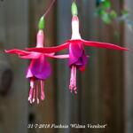 Fuchsia 'Wilma Versloot' - Bellenplant
