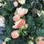 Begonia 'FRAGRANT FALLS IMPROVED'