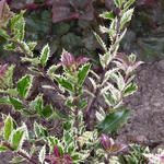 Ilex aquifolium 'Ingramii' - Hulst