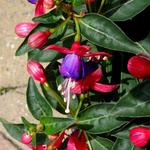 Fuchsia 'BELLA Vera' - Bellenplant