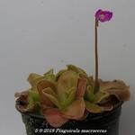 Pinguicula macroceras - Californische vetblad