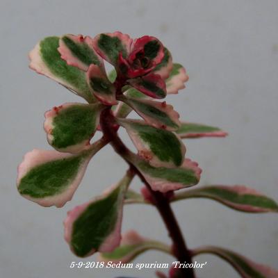 Kaukasische muurpeper, roze vetkruid - Sedum spurium 'Tricolor'