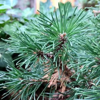 Pinus mugo subsp. uncinata 'Heideperle'