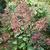 Hydrangea paniculata 'Wim’s Red'