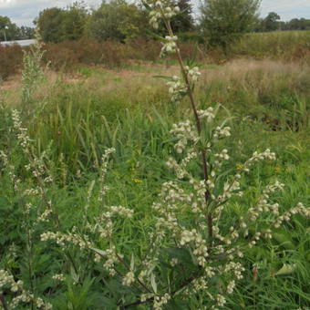 Bijvoet Artemisia vulgaris
