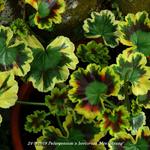 Pelargonium x hortorum 'Mrs. Strang' - Geranium