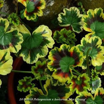 Pelargonium x hortorum 'Mrs. Strang'