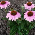 Echinacea SUNSEEKERS 'Pink' - Rode zonnehoed - Echinacea SUNSEEKERS 'Pink'