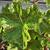 Pelargonium peltatum 'Crocodile Domy'