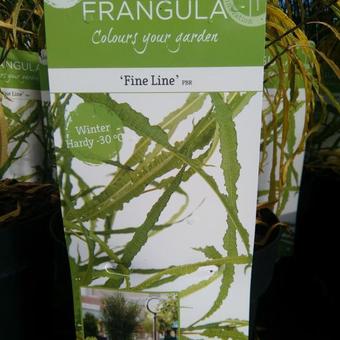 Frangula alnus 'Fine Line'