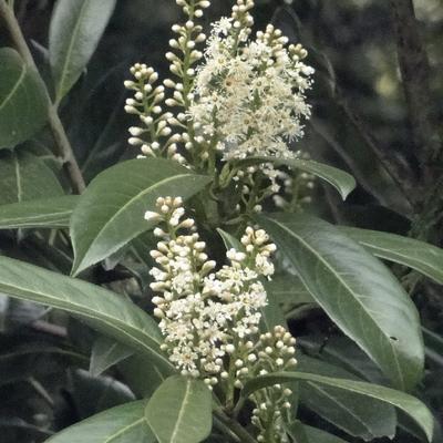 Laurierkers - Prunus Laurocerasus 'Rotundifolia’