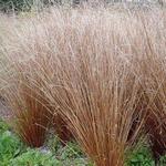 Carex buchananii 'Red Rooster' - Zegge
