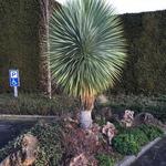 Yucca rostrata - Palmlelie