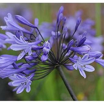 Agapanthus 'Greenfield'