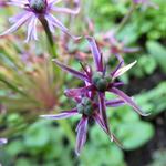 Allium 'Spider' - Sierui