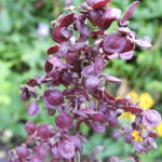 Atriplex hortensis var. rubra - Tuinmelde