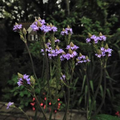 IJzerhard - Verbena macdougalii 'Lavender Spires'
