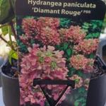 Hydrangea paniculata 'Diamant Rouge'  - Pluimhortensia - Hydrangea paniculata 'Diamant Rouge' 